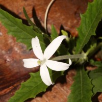 Hippobroma longiflora (L.) G.Don